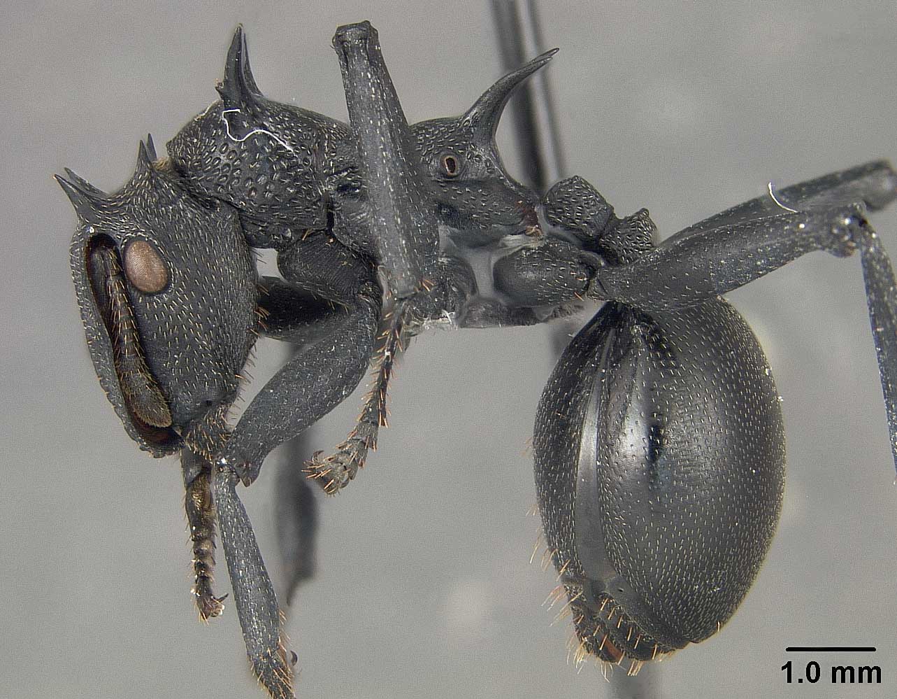 Cephalotes atratus is much larger and spinier than other ants in the same genus.
