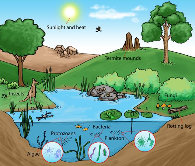 Draw the Pond Ecosystem Worksheet (Teacher-Made) - Twinkl