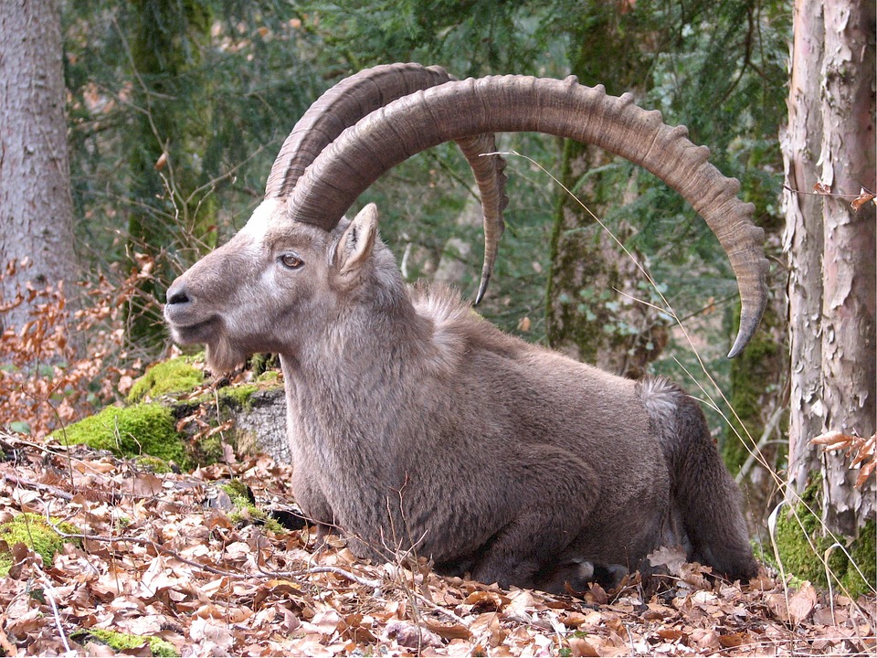 Horns, Antlers, Beyond — The Wild Focus
