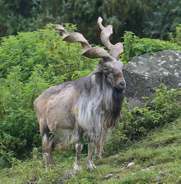 Horns, Antlers, and Beyond — The Wild Focus Project