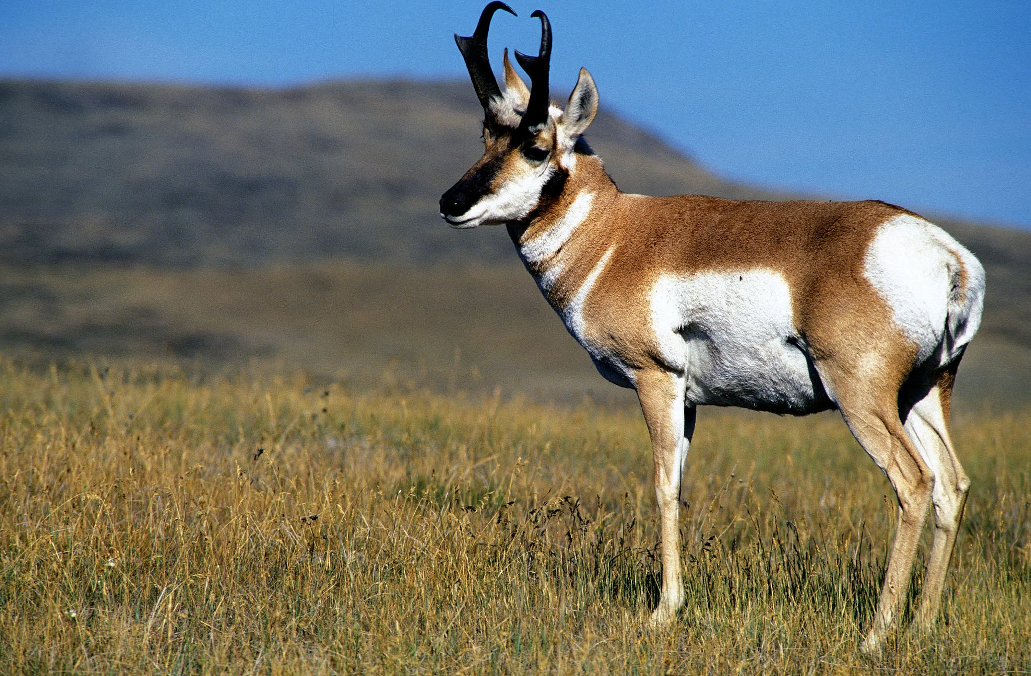 Pronghorn antelope have unique horns that partially act like antlers. Image from USFWS .
