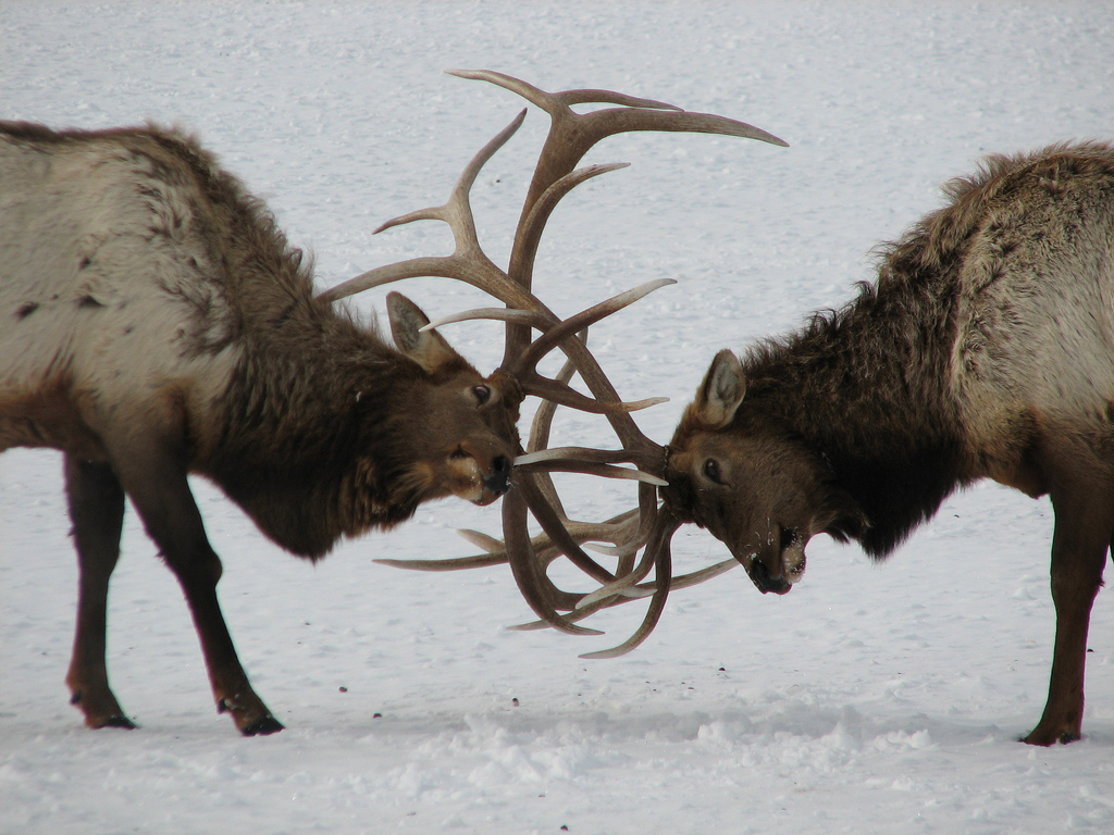 Two bull elk fight for dominance. Image from USFWS .