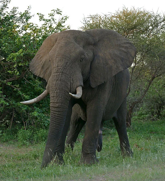 Elephant tusks (which are not horns nor antlers, but rather elongated teeth) are extremely heavy. Image by Bernard DUPONT .