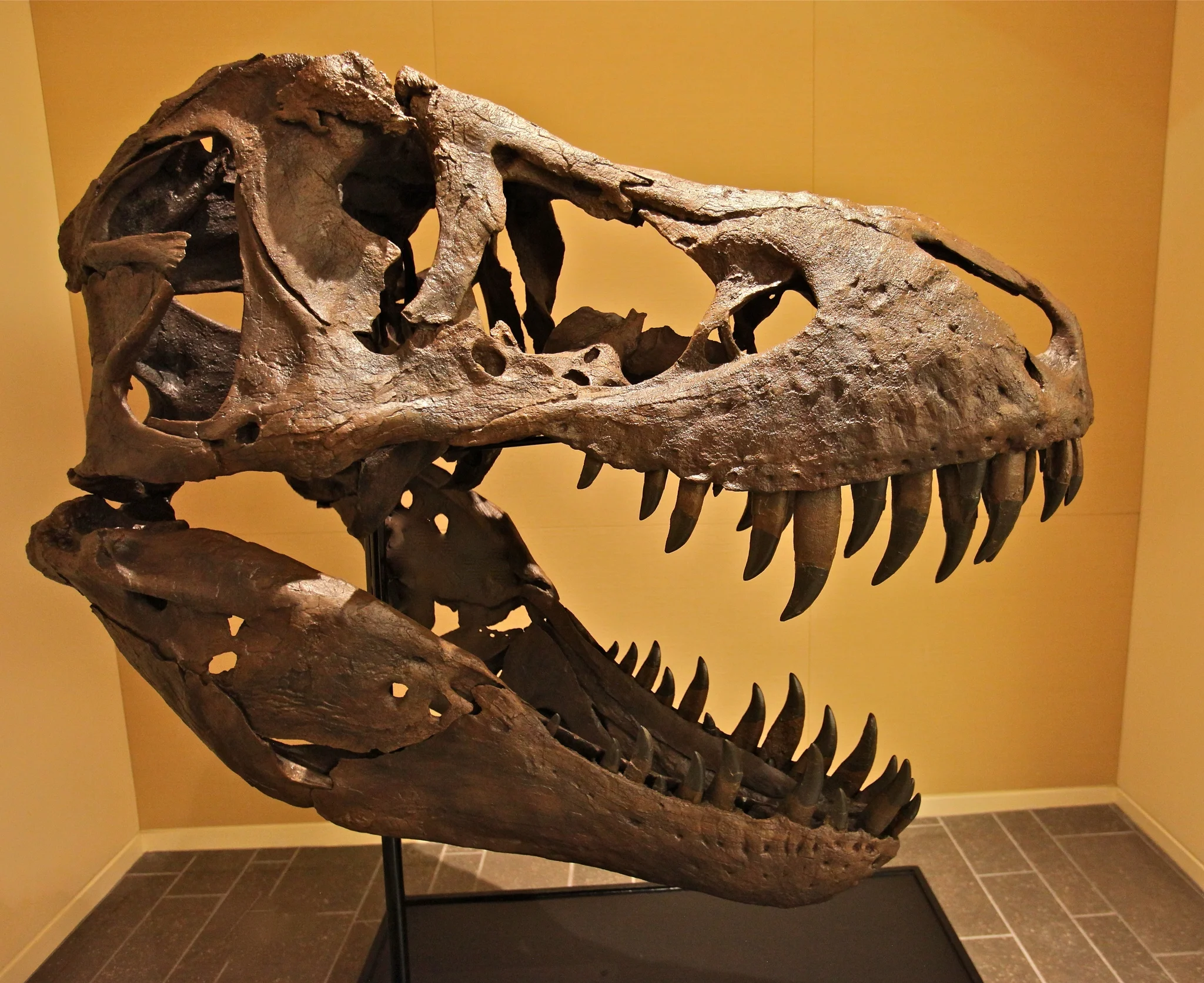 If you had never heard of dinosaurs, it would be easy to mistake this for a dragon skull. Image by Steve Jurvetson .