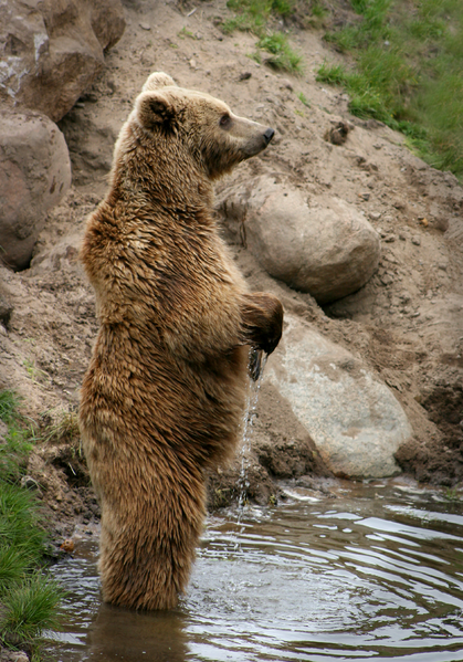 A brown bear standing up, seen from a distance, could be mistaken for Bigfoot by a wishful thinker. Image by Malene Thyssen .