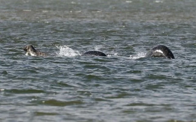This 2016 photo of three seals playing in Loch Ness was spread online as "proof" of Nessie. Image by Ian Bremmer, via Metro News .
