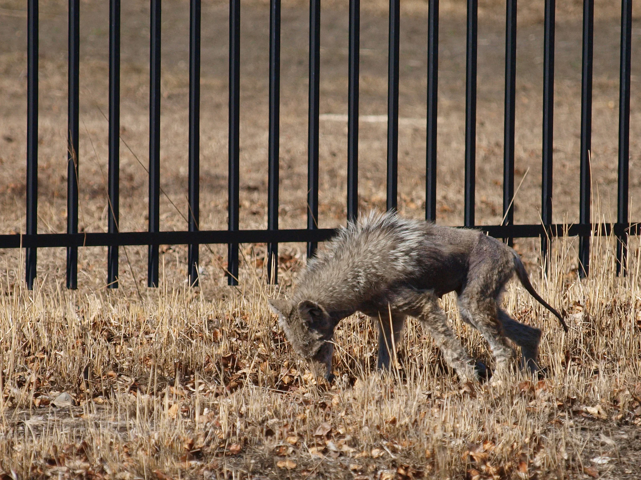 This coyote with mange was identified (jokingly) as a chupacabra by the photographer, Wilson Hui .