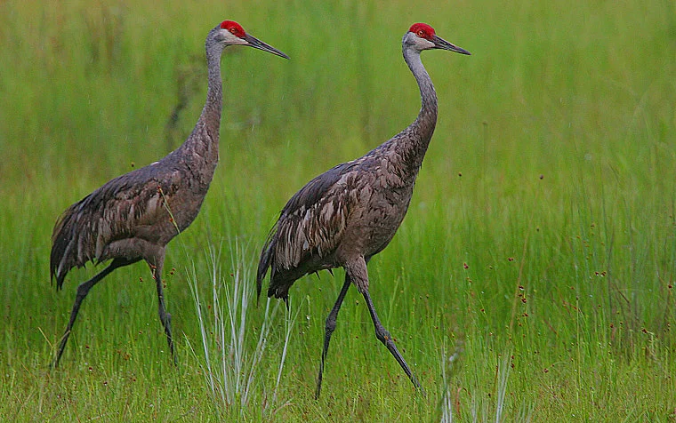 Sandhill cranes aren't native to WV, so residents could be caught off-guard by them, especially at night. Image by Steve Garvie .