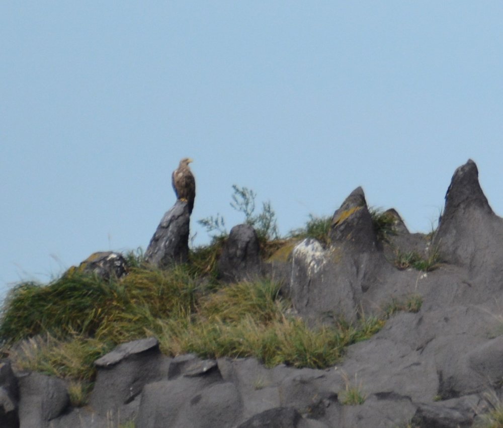 white tailed eagle spotted from afar.JPG