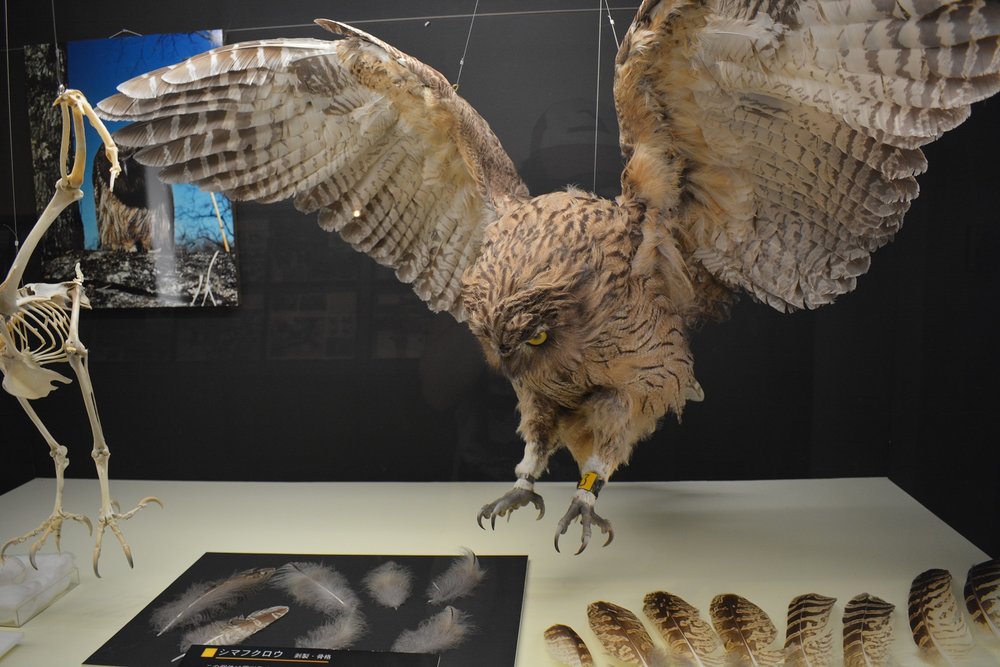 blakistons fish owl at the shari museum.JPG