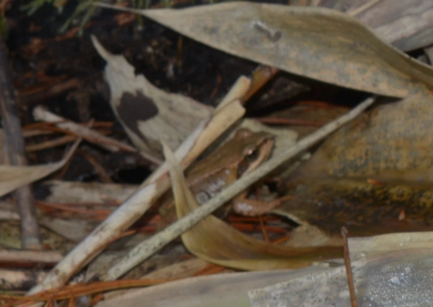 hokk frog 2.jpg