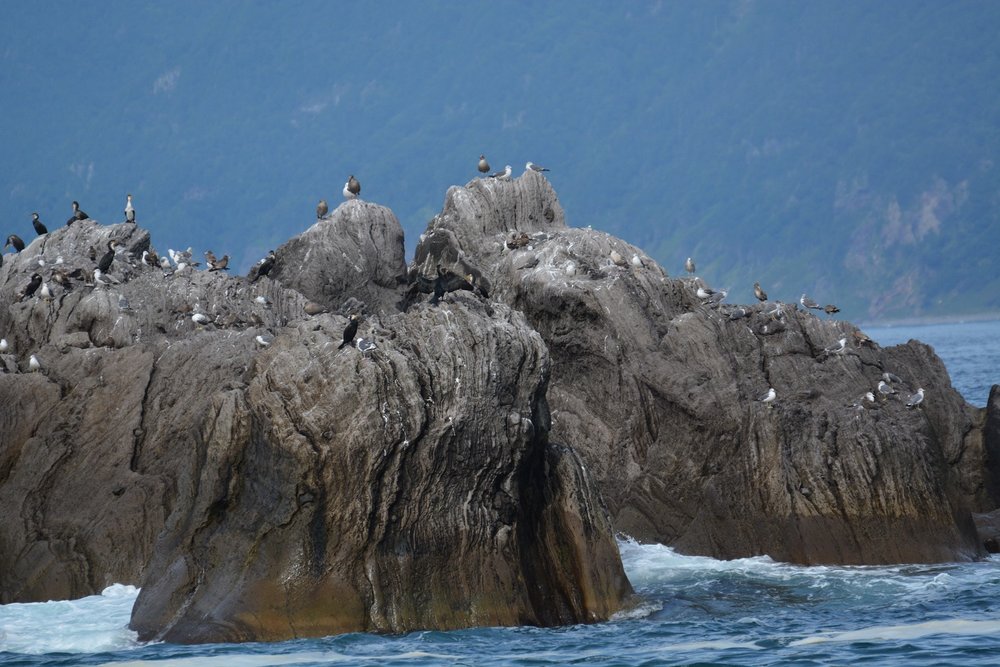 seabirds along the shiretoko peninsula.JPG