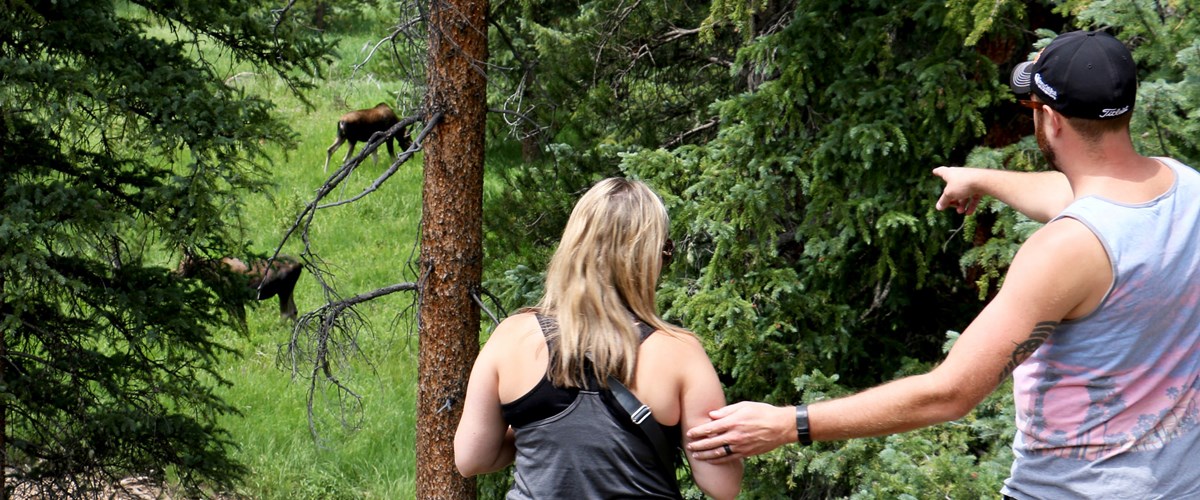 Could observing wildlife without taking photos be more effective at increasing cognitive engagement? Only more research will tell. Image by M. Reed via NPS .