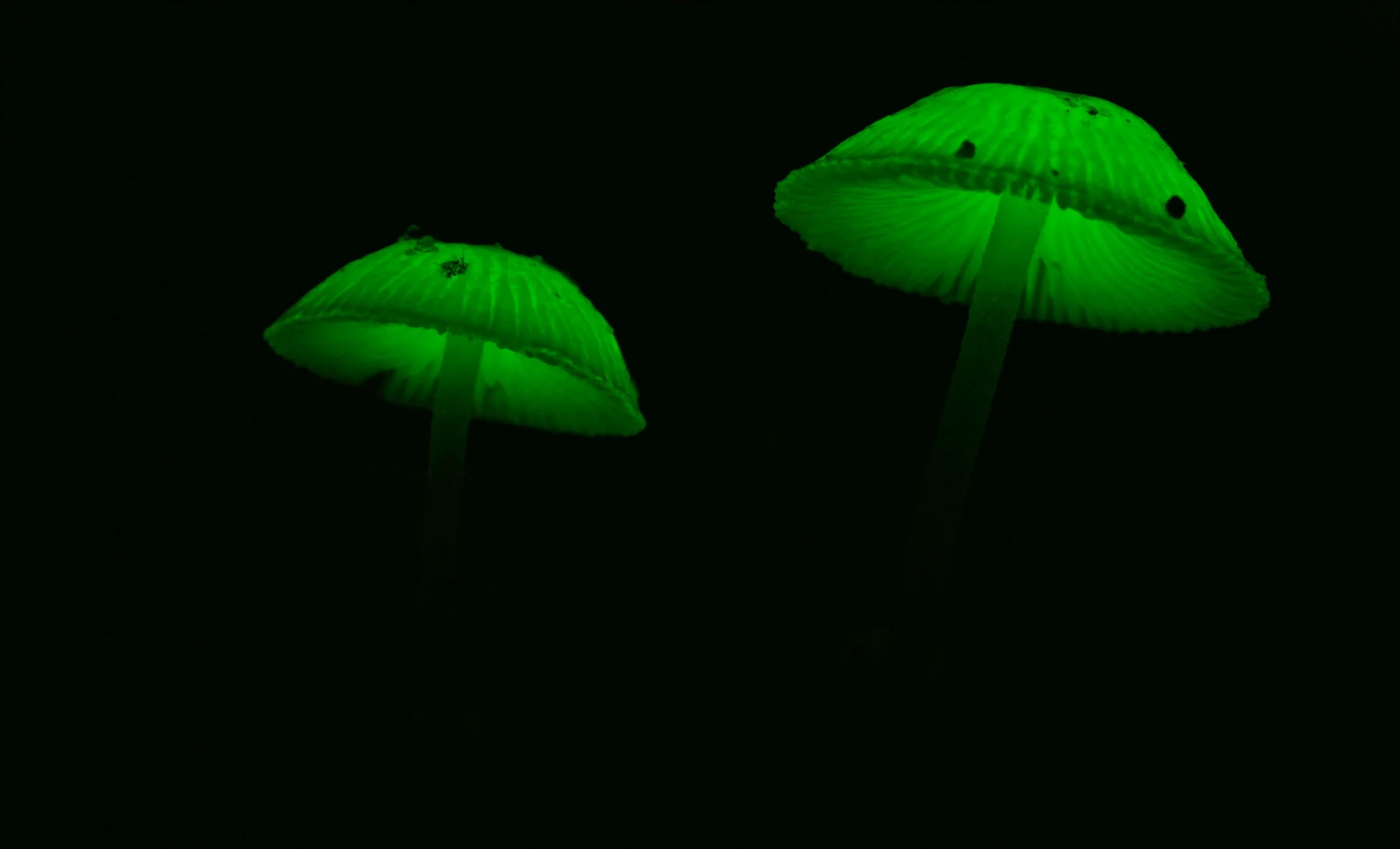 Bioluminescent mushrooms in Taman Negara National Park, Malaysia. Image by Bernard DUPONT .