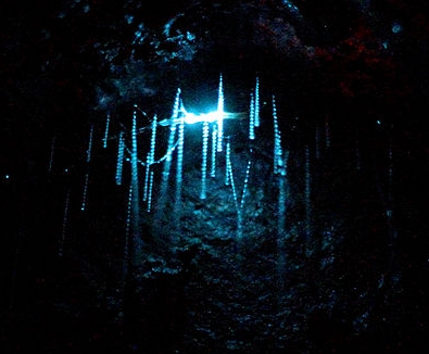 Glow worm threads are used to lure in prey. Image by Markrosenrosen .