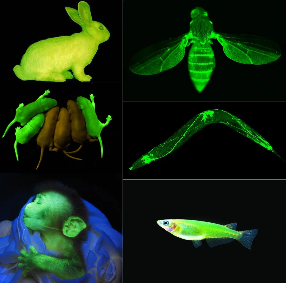 Some examples of animals with the GFP gene added to their DNA. Image from wondreal.blogspot.com .