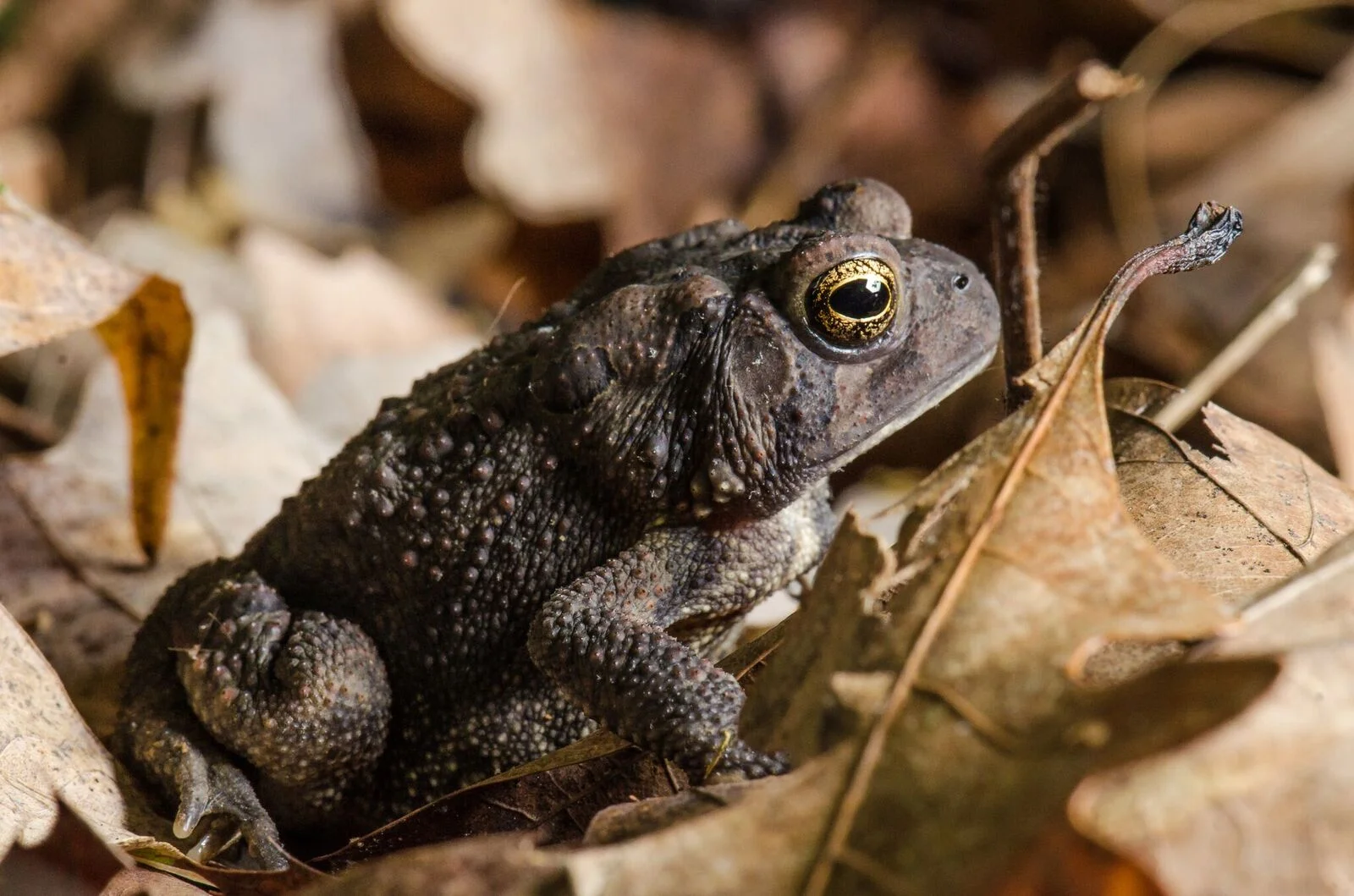 Brown toad (all toads are frogs). Image by Spencer Cox .