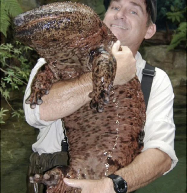 The Chinese giant salamander lives up to its name. Image by James Joel .