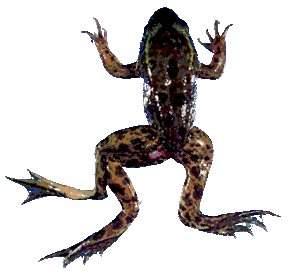 Amphibians are highly susceptible to chemical pollutants, which can cause mutations like this, as well as cause internal damage. Image from That Reptile Blog .