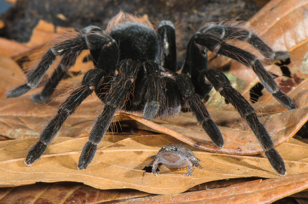 Unlikely friends with benefits. Image via Roaring Earth .