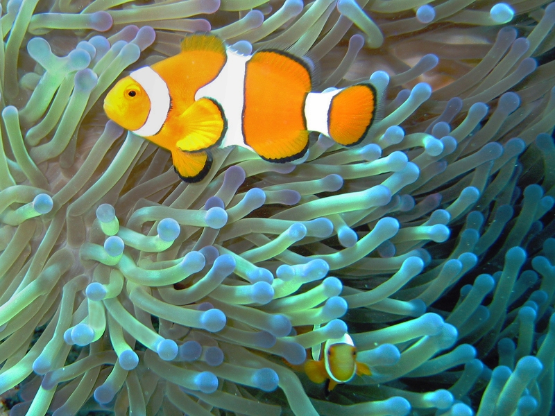 Both the clownfish and the anemone benefit from their relationship. Image by Jan Derk .