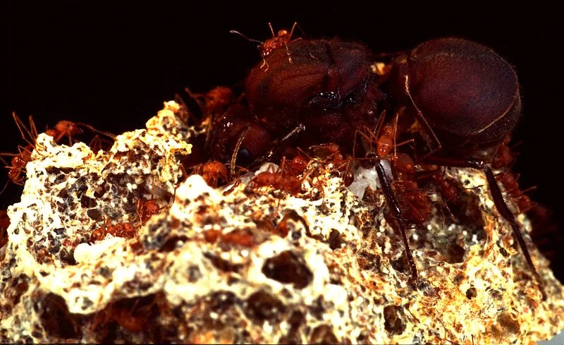 An Atta columbica colony, with the giant queen and workers on a fungus garden. When a new queen leaves to start her own colony, she’ll carry a piece of the fungus with her to start a new garden. Image by Christian R. Linder .