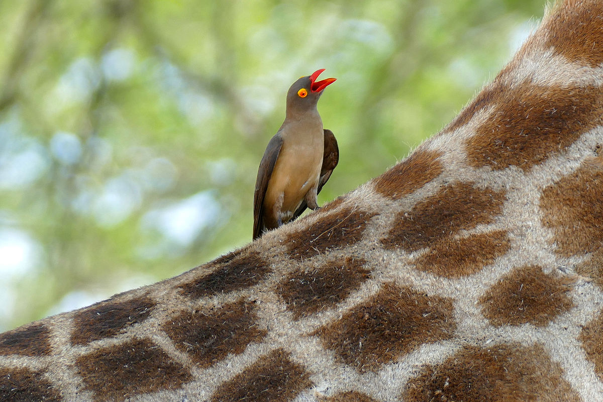 A red billed oxpecker perched on a giraffe. Image by Bernard DUPONT .