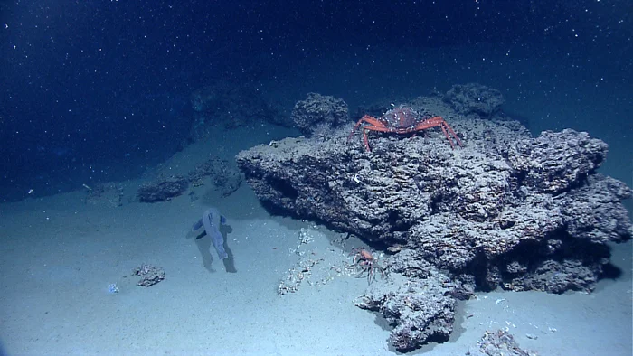 Crabs consume detritus drifting down from above, also known as "marine snow”. Image from NOAA .