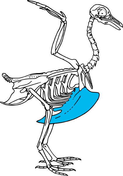 Bird skeleton with the keel (sternum) highlighted. Image by toony & svtiste , modified from BIODIDAC .