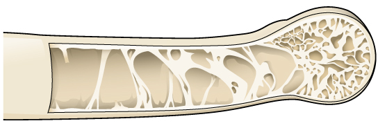 Cross section of a bird’s bone. Image from CNX OpenStax .