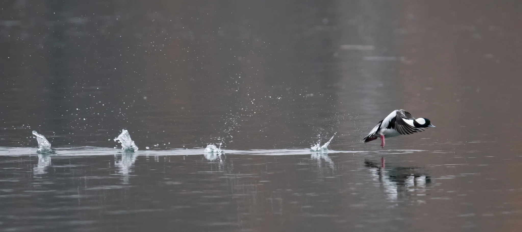 A bufflehead takes flight. Image by Russ .