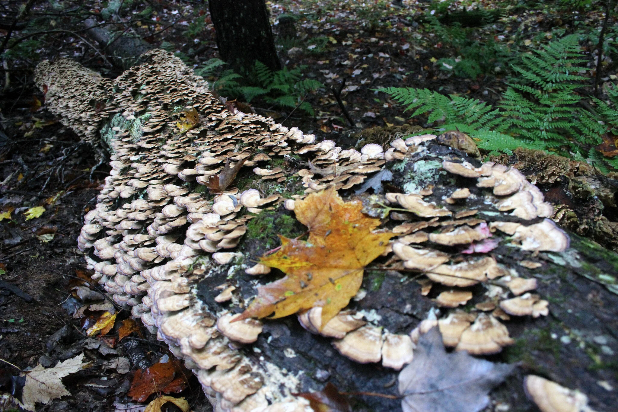 These shelf fungi are decomposing a fallen tree and turning it into mulch and soil. Image by Courtney Celley, via USFWS.