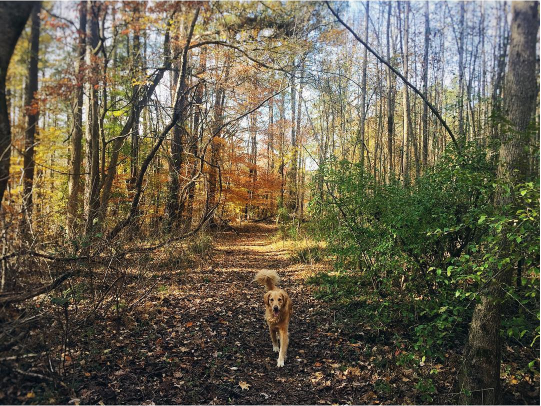 Screen Shot 2017-07-18 at 11.46.16 PM.png