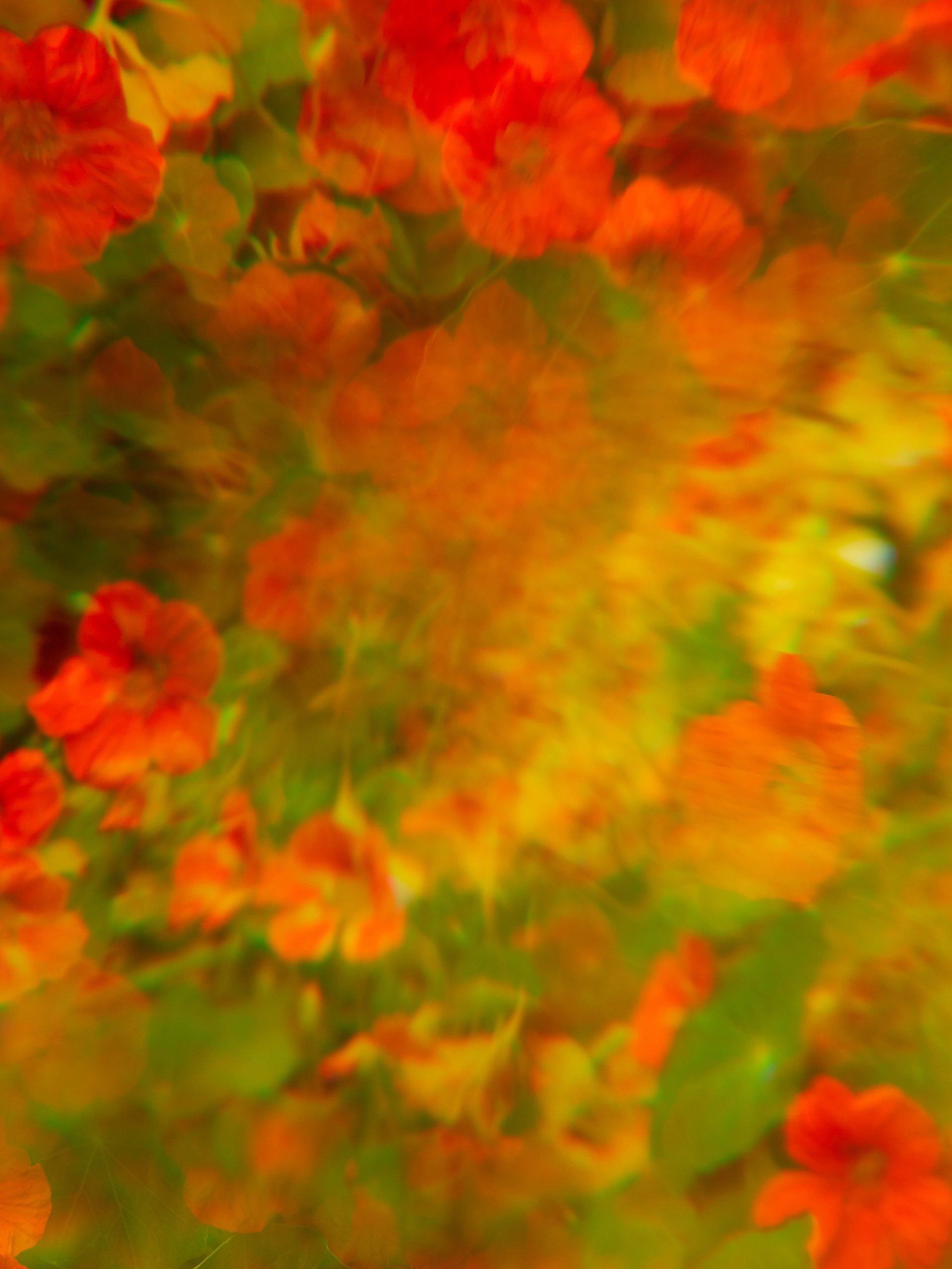 Nasturtium_005.jpg