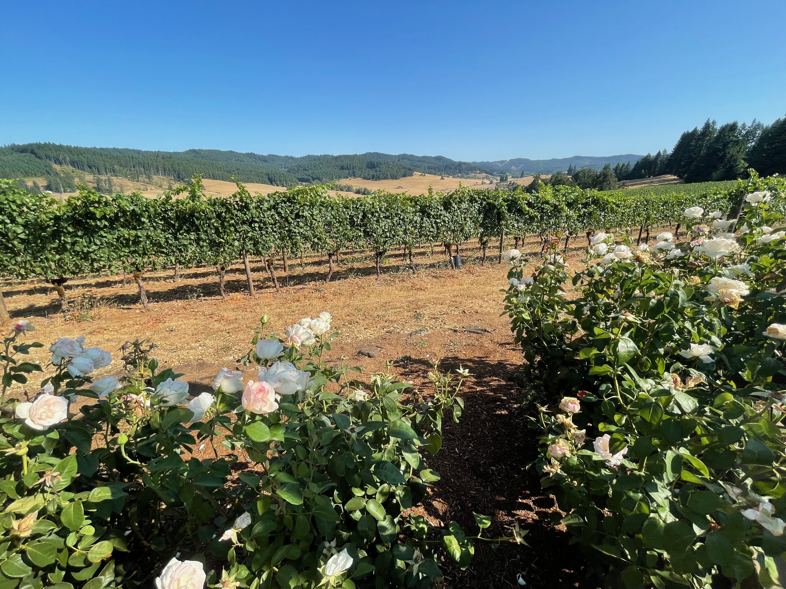 A view at Sweet Cheeks winery - near Eugene