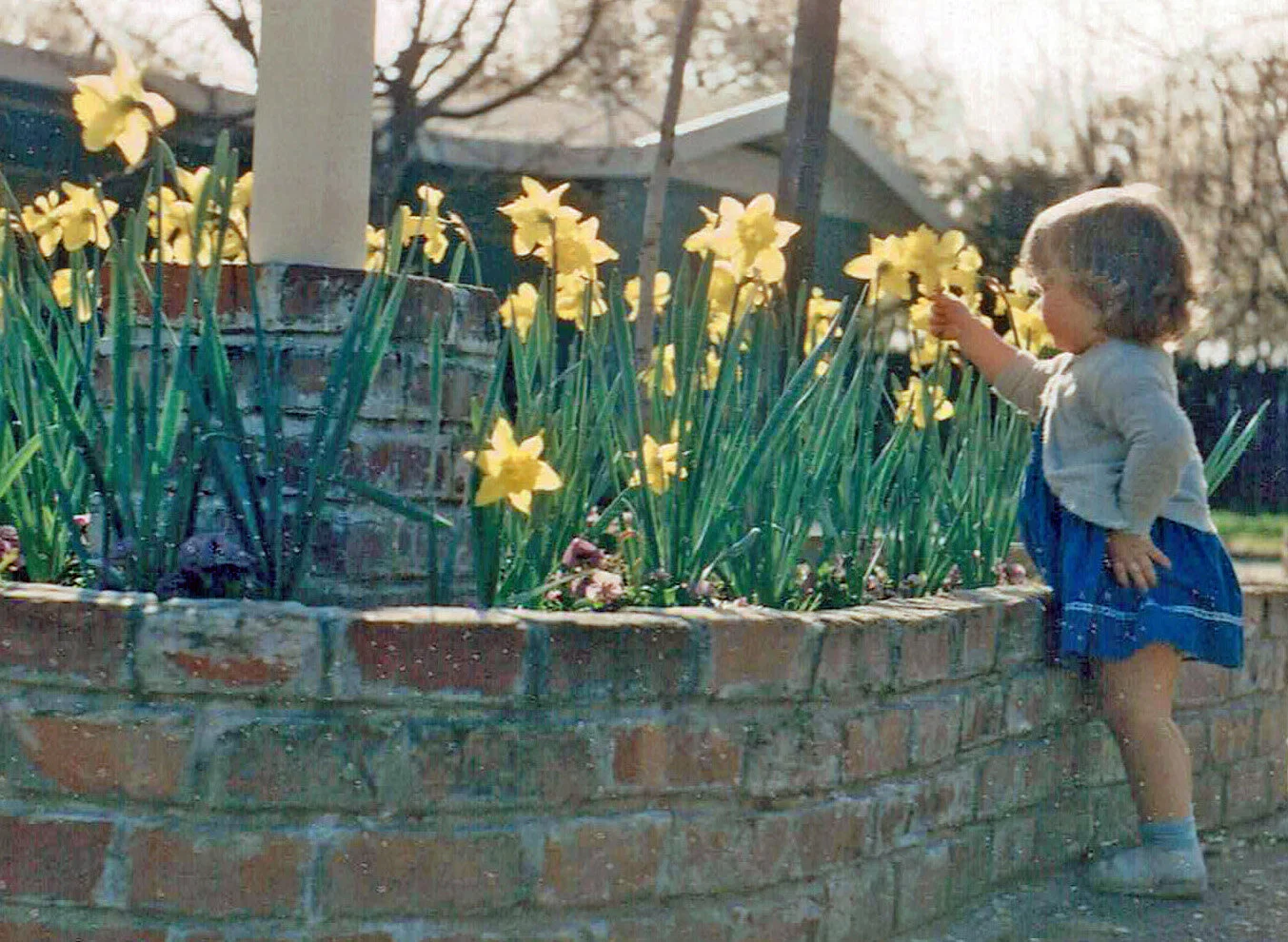 Margee toddler and daffodils cropped.jpg