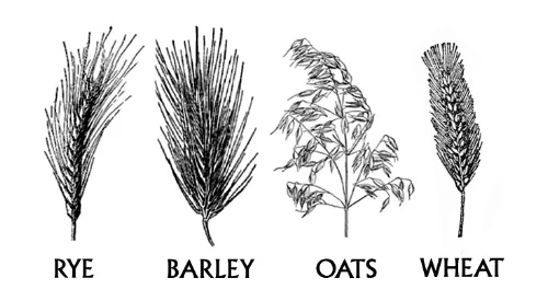 Grains.jpg