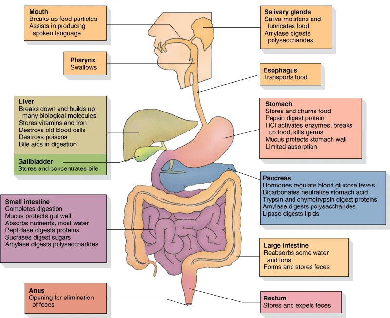 digestive_system_functions.jpg