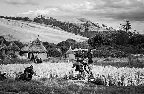 The origin of grains goes back to the Neolithic Revolution about 10,000 years ago, when prehistoric communities started to make the transition from hunter-gatherer to farmer.
Modern varieties of grains have been developed over time through mutation, selective cropping, breeding and research in biotechnology (GMO)
Ancient grains, however, are said to be largely unchanged from their initial domesticated varieties.