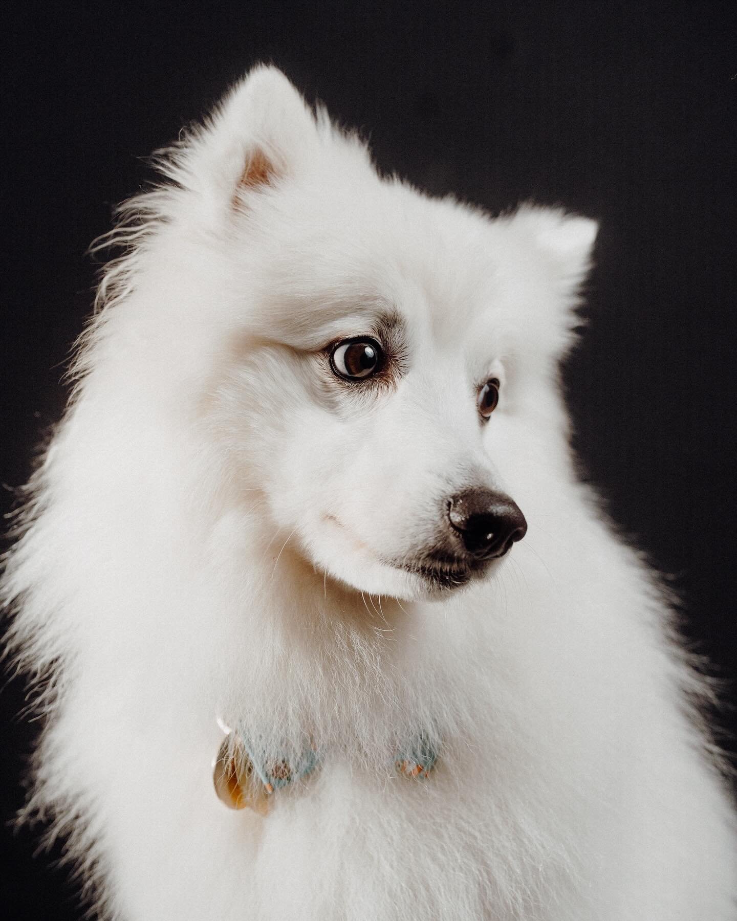 Archie | Cheeky Japanese Spitz 🐶 

#nzdogs #dog #japspitz #japanesespitz #aucklandphotographer #aucklandphotography #dogportrait #portrait #furbaby #furbabylove #puppy #instagram #instalike #instadaily #cute #dogofinstagram #petportrait #doglife #do