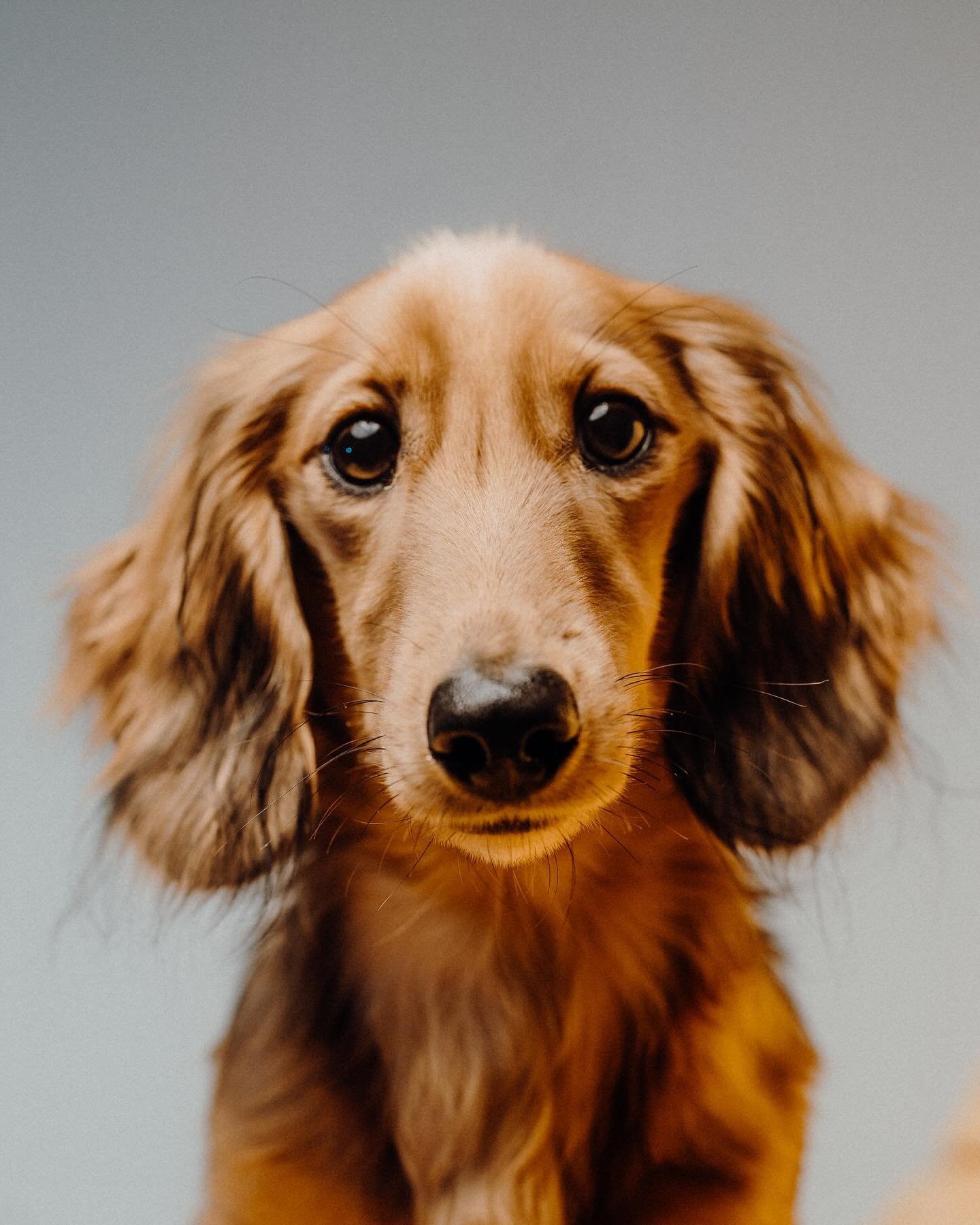 Fritz | Long-Haired Miniature Dachshund pt 2

#nzdogs #dog #aucklandphotographer #wienerdog #sausagedog #aucklandphotography #dogportrait #portrait #furbaby #furbabylove #puppy #instagram #instalike #instadaily #cute #dogofinstagram #petportrait #dog