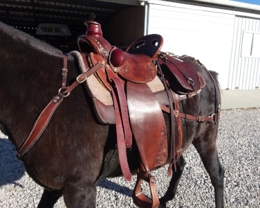 Breeching is important to prevent the saddle from sliding too far forward. 