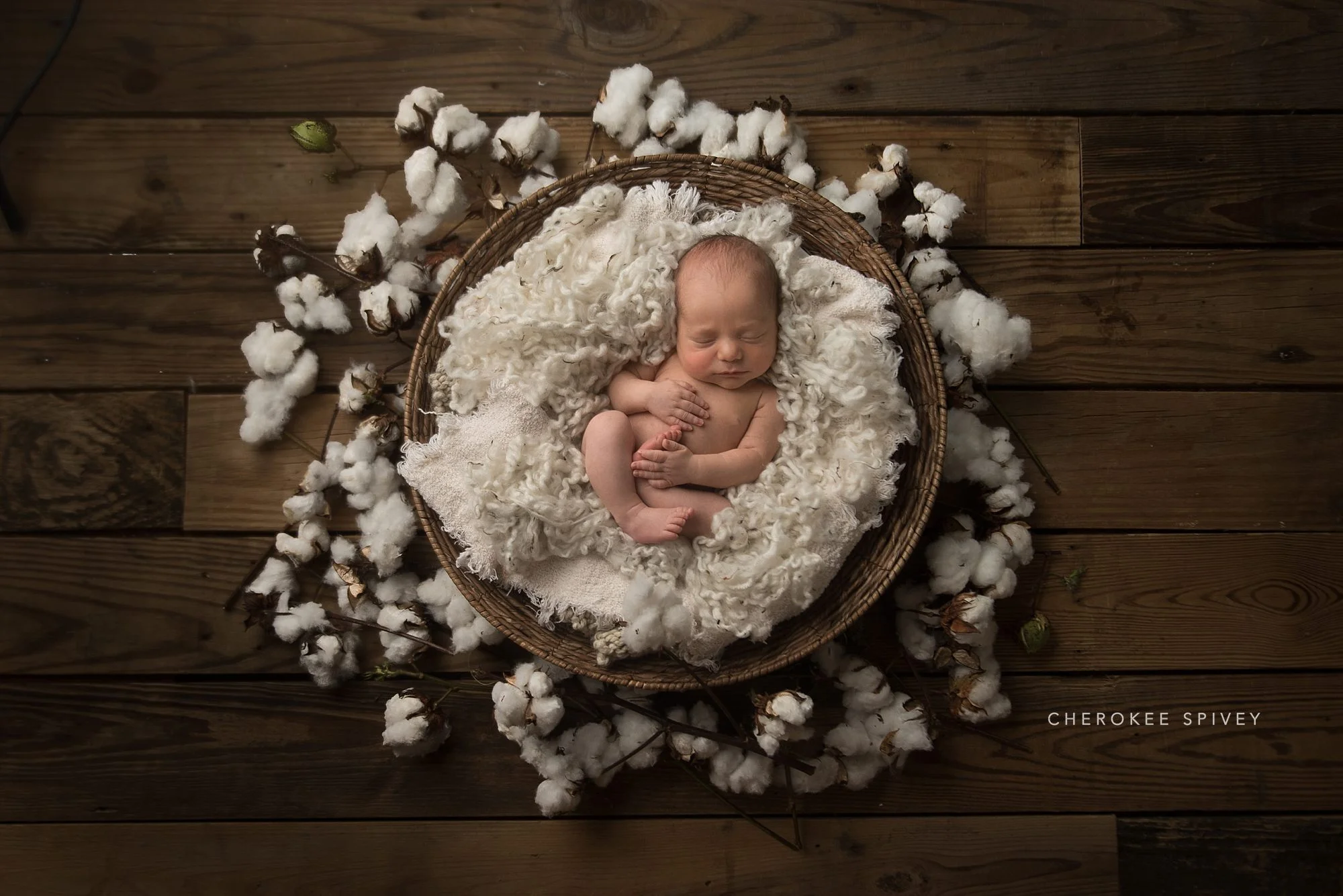 Baby Jed is lying on his back, naked, a tiny hand holding his foot in a basket full of cotton fluff that is sitting on a dark wooden floor with cotton boles surrounding him.