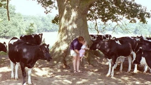 Charlie and daughter Nancy with dairy cows in the Repton park in 1996
