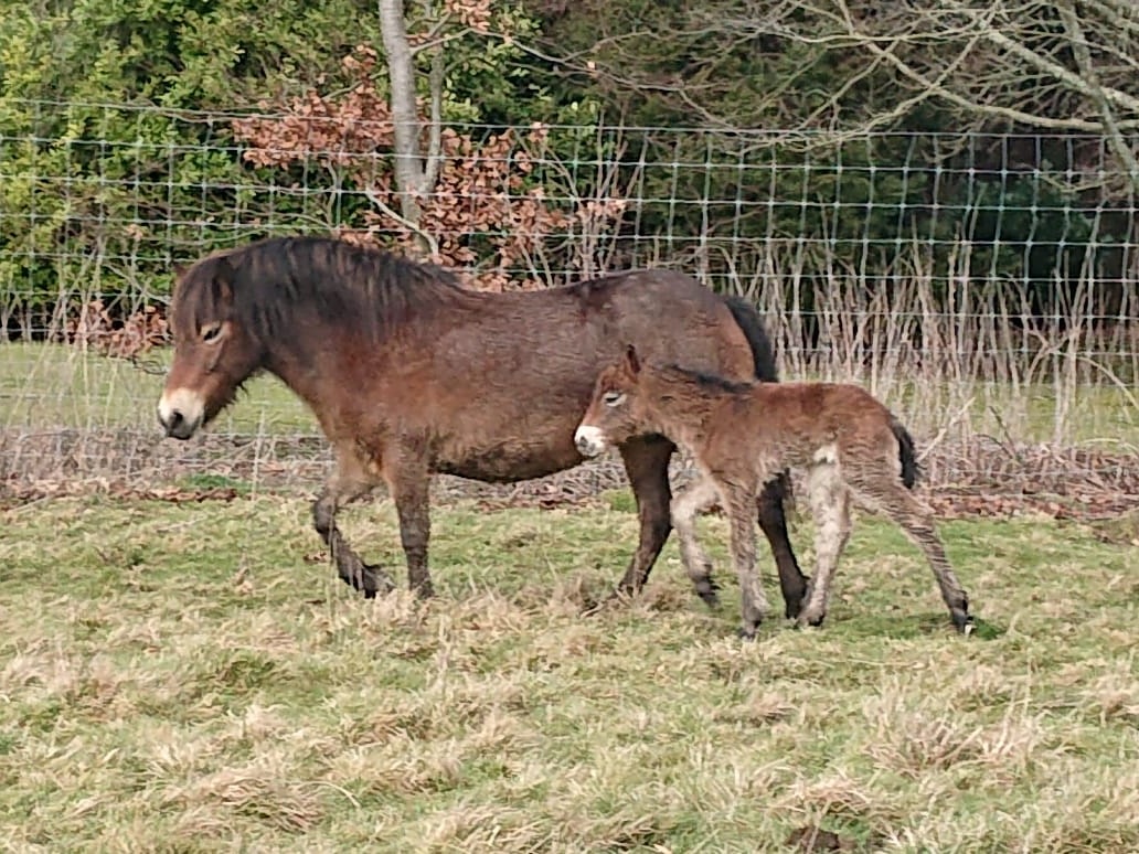 First Foal of 2019
