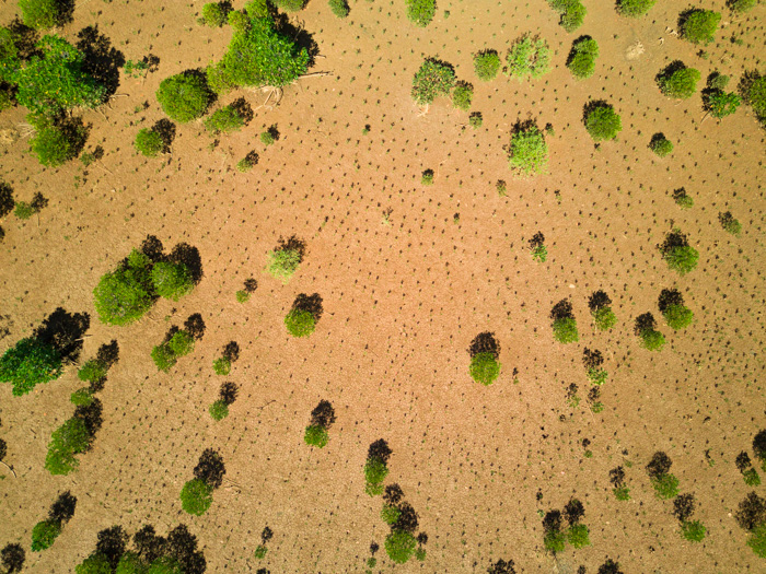 1 month old mangrove planting in the same plantation near Majunga. Note the small saplings planted between the sparse mature mangroves to establish full forest cover again