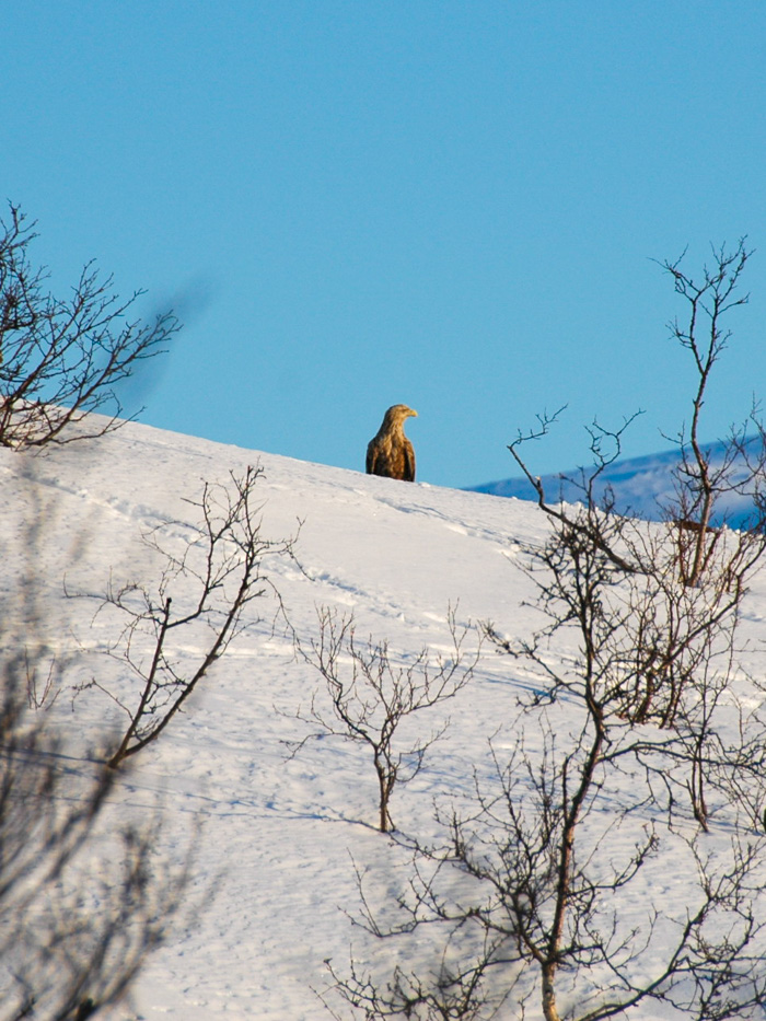 An enormous Golden Eagle perches in the snowy wilderness. Photo: Tove Kockum