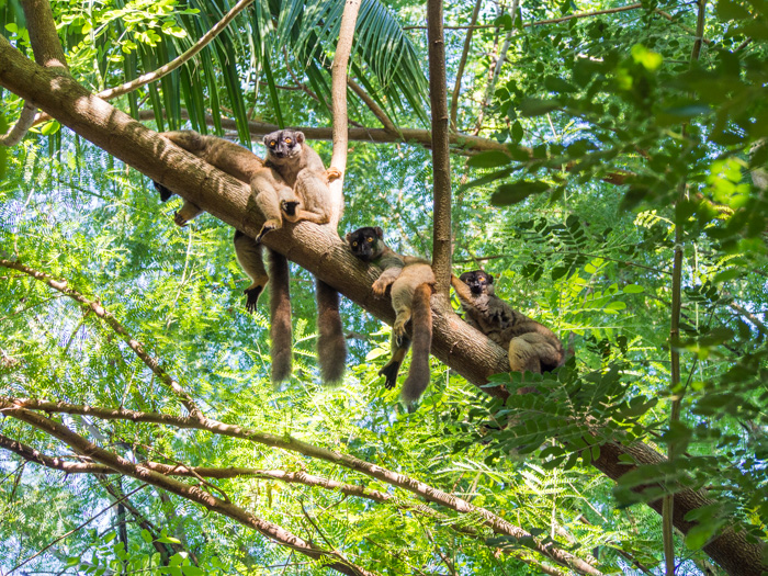 These guys are on the brink of extinction, lets help them!