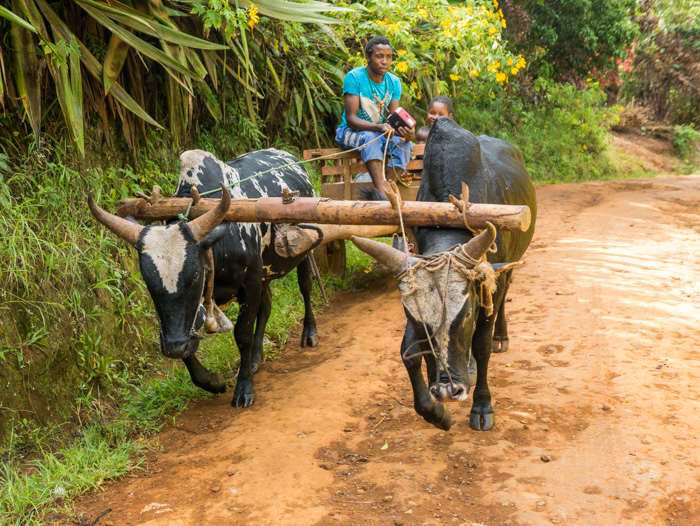 A common mode of transport encountered on main roads