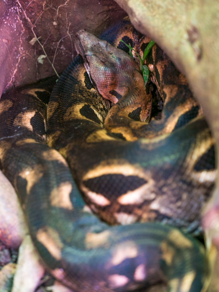 Boa Constrictor snake about 10 feet long